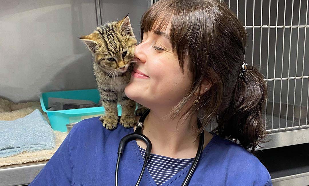 An Animal Emergency Service Hobart vet with a kitten
