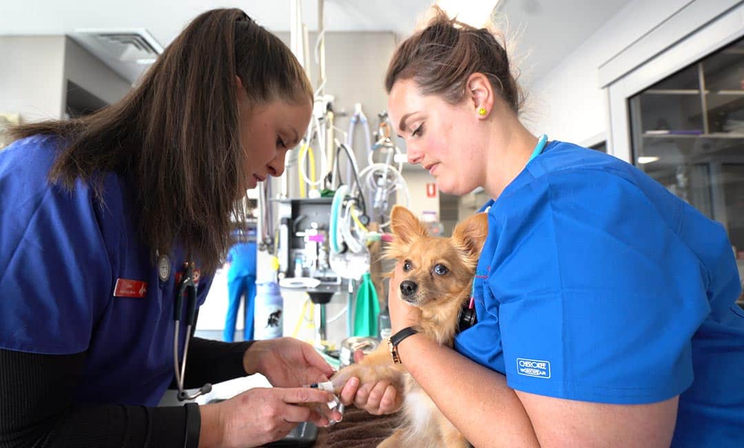 An Animal Emergency Service Hobart vet and nurse treating a dog