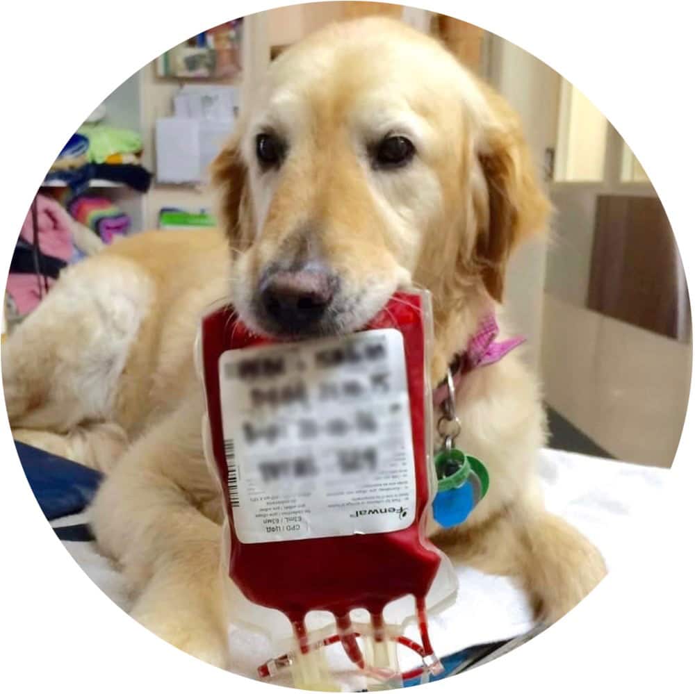 Bailey, a canine blood donor