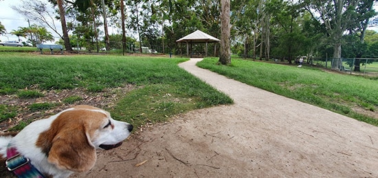 Buderim Dog Park on the Sunshine Coast