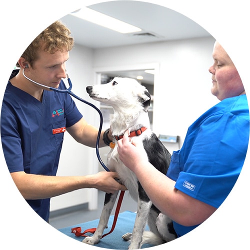 A vet and a nurse examining a dog at a Hobart emergency vet