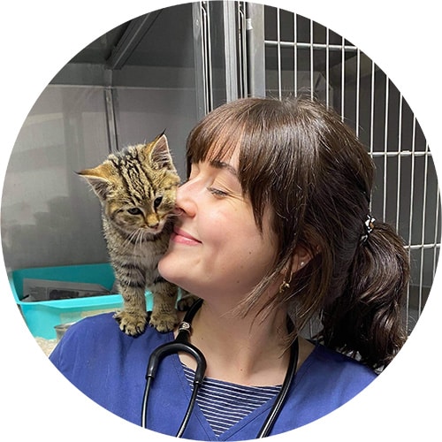A vet with a kitten at an emergency vet Hobart