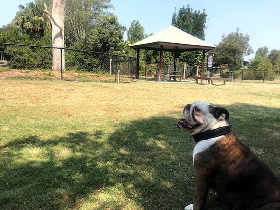 Sippy Downs Dog Park on the Sunshine Coast
