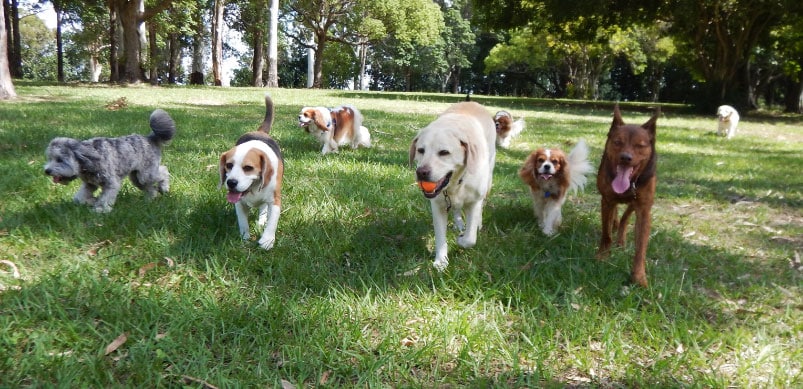 Dogs playing with red ball at a Sunshine Coast dog park