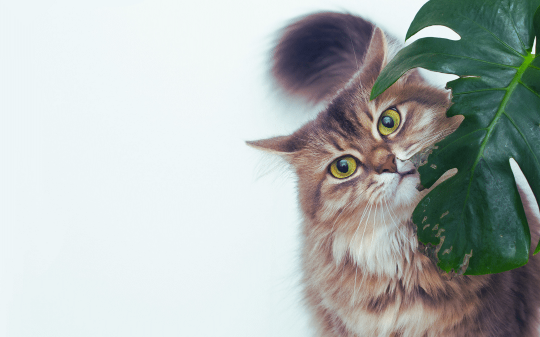 A Guide to Toxic Plants and Pet-Friendly Alternatives