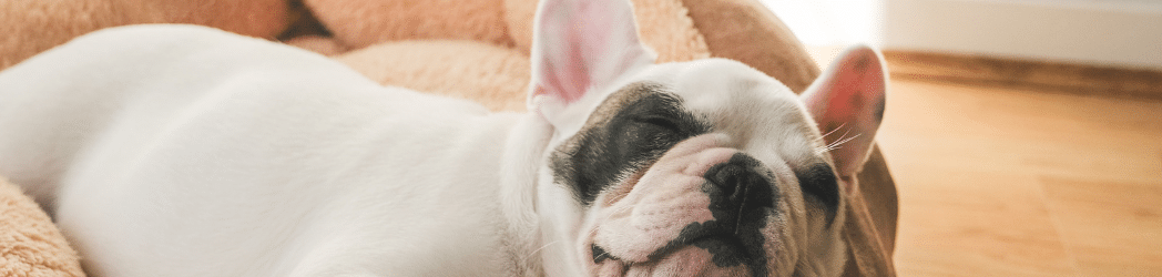 French bulldog asleep on dog bed