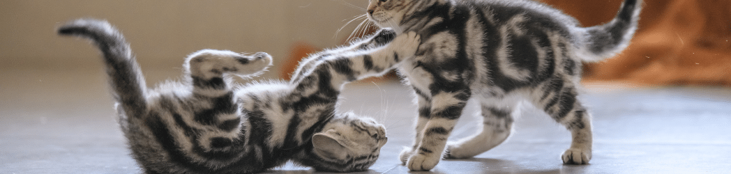kittens playing around with each other