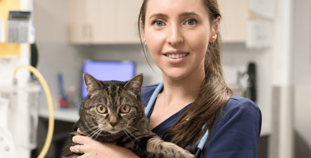 Veterinary Nurse at Animal Emergency Service holding a cat