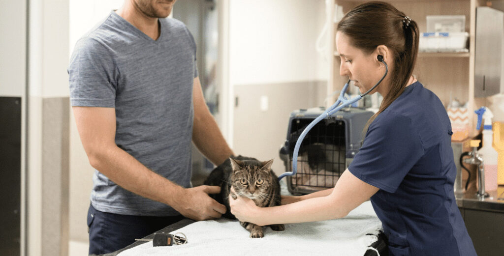 Vet at Animal Emergency Service with the owner of the cat in the consultation room