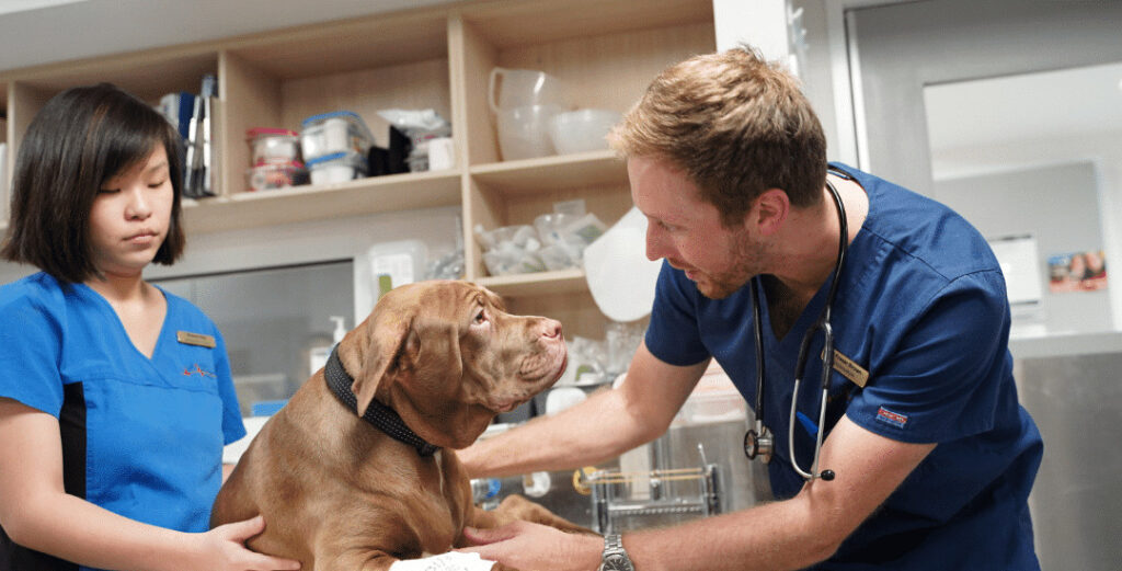 Vet seeing a dog for an after hour animal