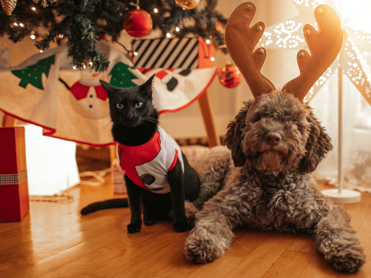Dog and Cat in christmas attire