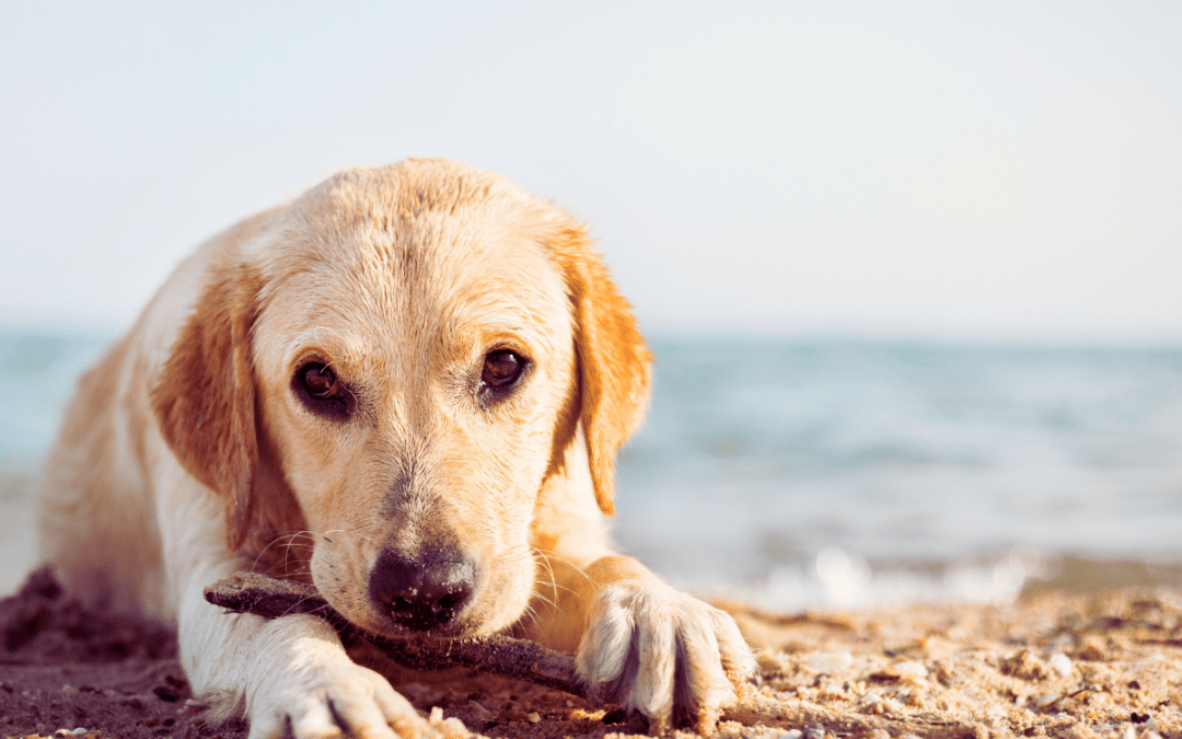 Understanding Salt Toxicity in Dogs