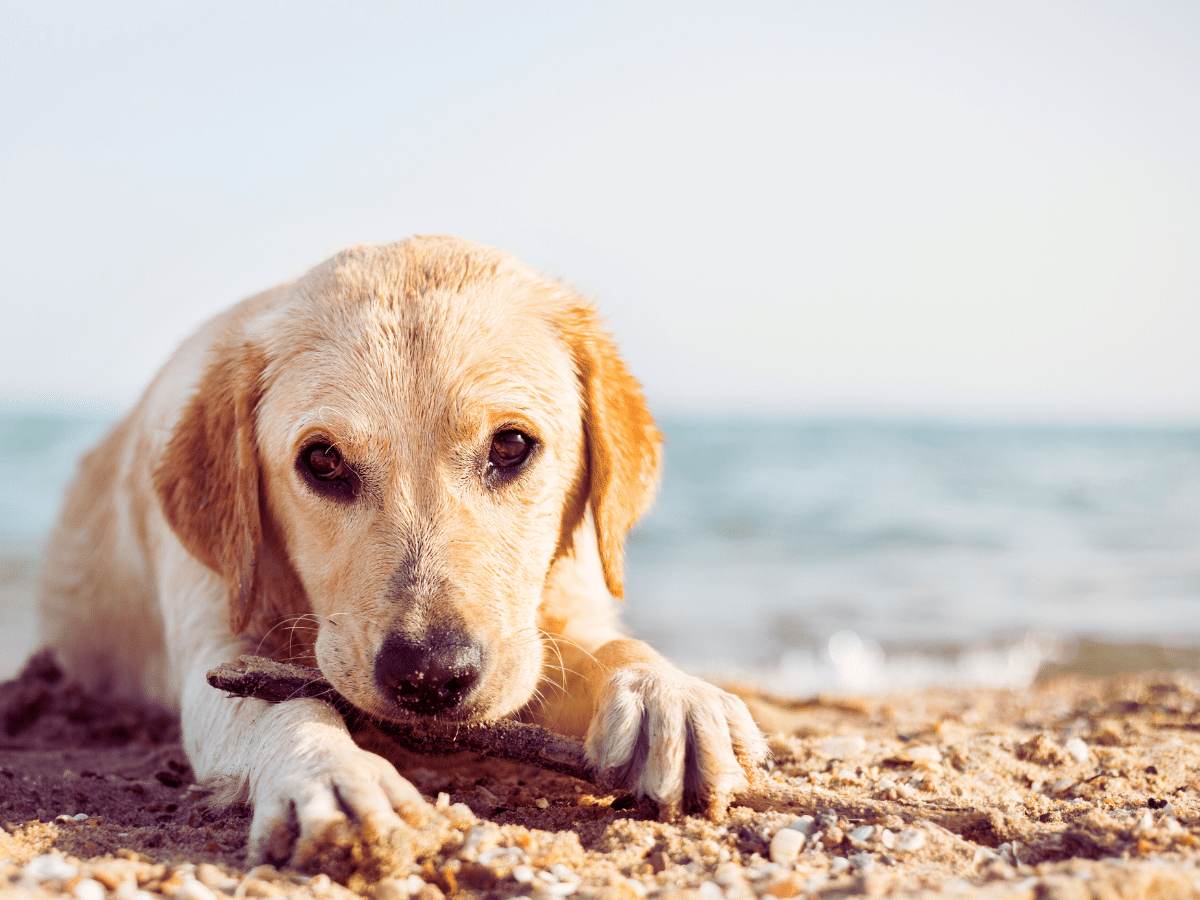 Golden Labrador staring at the camera while laying on the beach chewing a stick