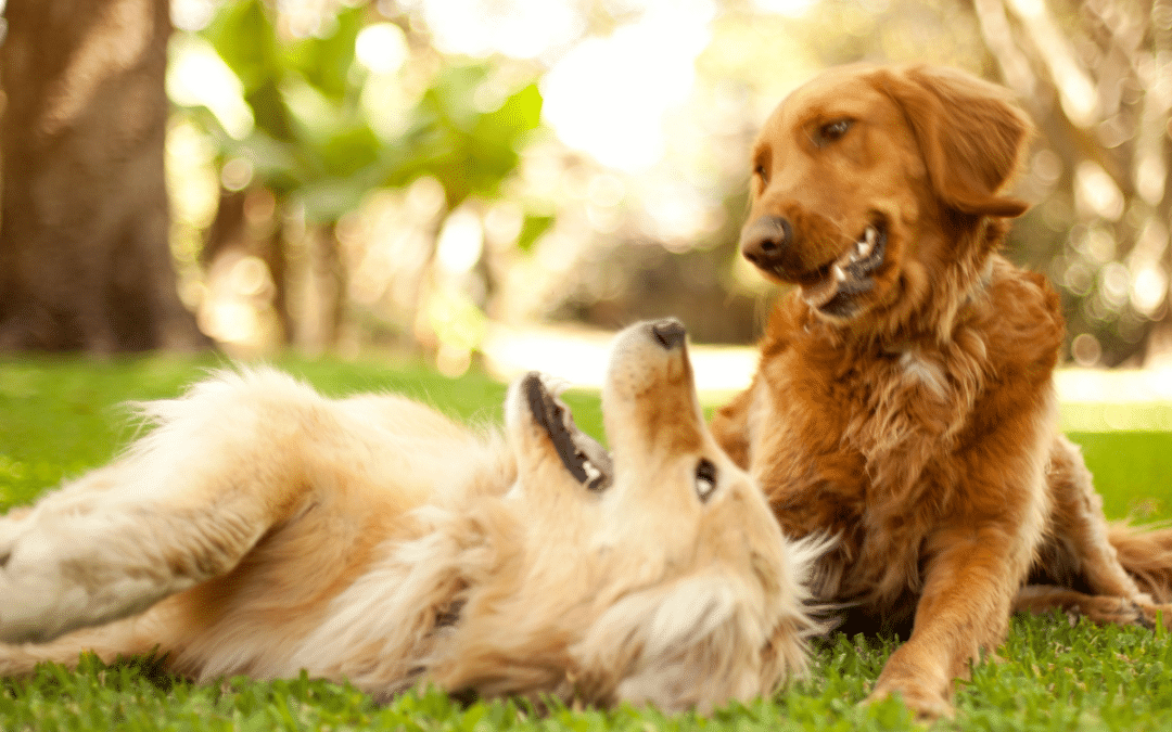Understanding the Risks of Festive Season Gatherings for Dogs