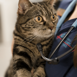 Veterinary professional holding calm cat close to chest
