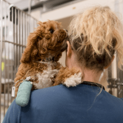 Veterinary professional facing away from the camera holding a puppy with a broken paw