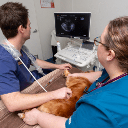 Veterinary professionals using an ultrasound on a dog