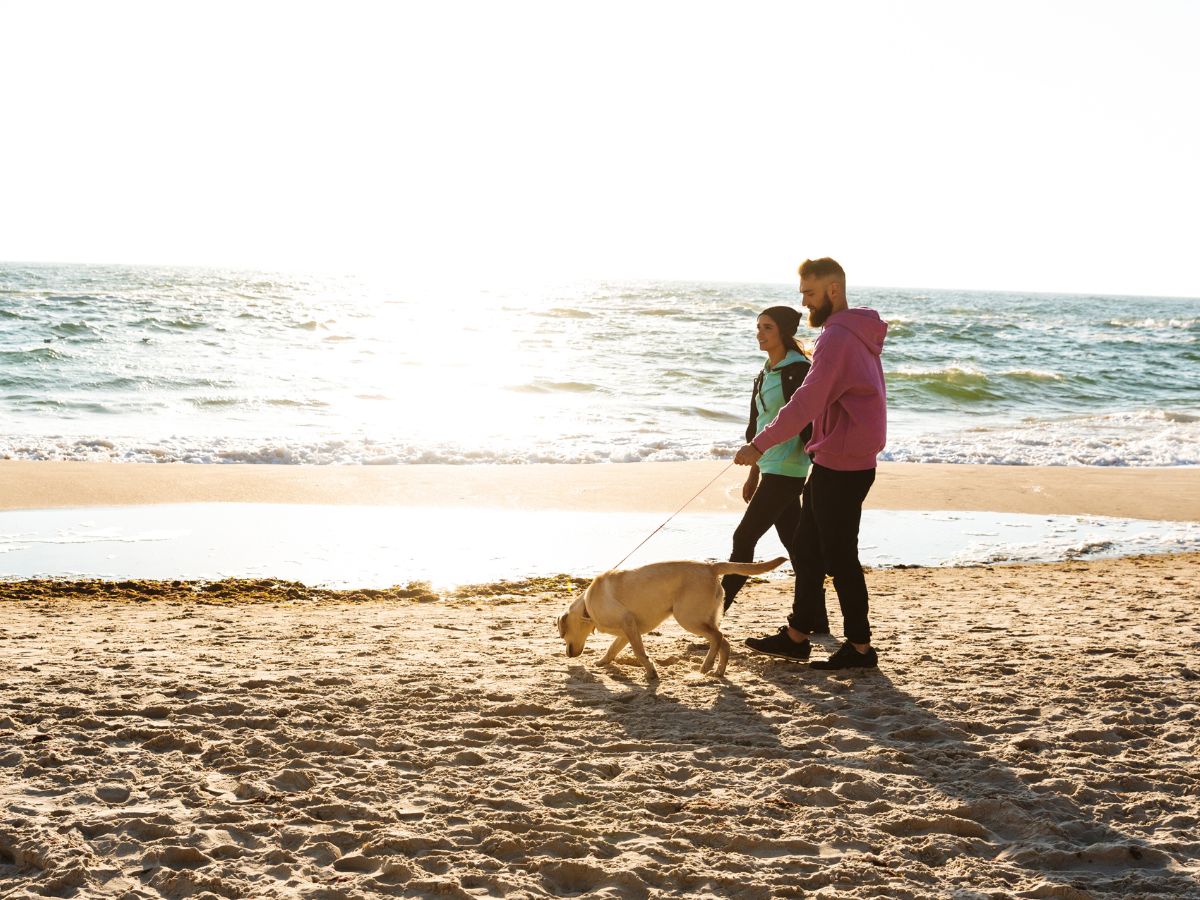 Ensuring the Best Care for Your Pet After an Accident on Stradbroke Island - Couple is walking their dog at the beach