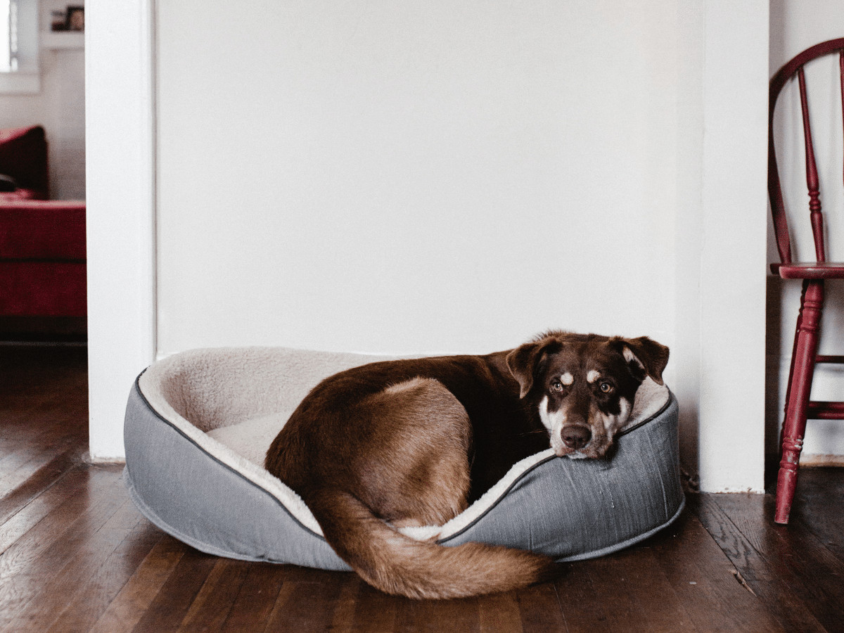 Tetanus in Dogs: Understanding and Managing the Threat