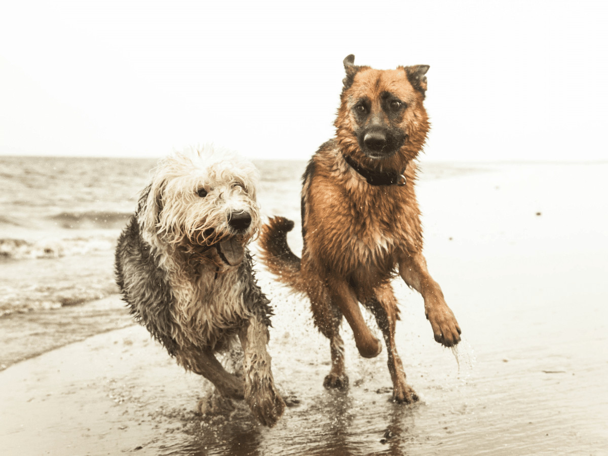 The Top Dog Beaches on the Sunshine Coast, Queensland