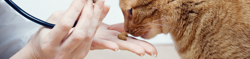 Ginger cat sniffing cat treat