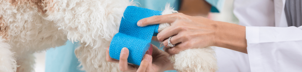 Dog leg getting bandaged by vet
