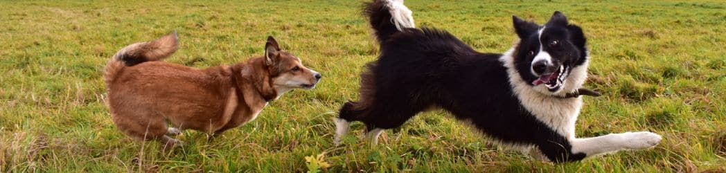 Border collie and brown dog chasing each other