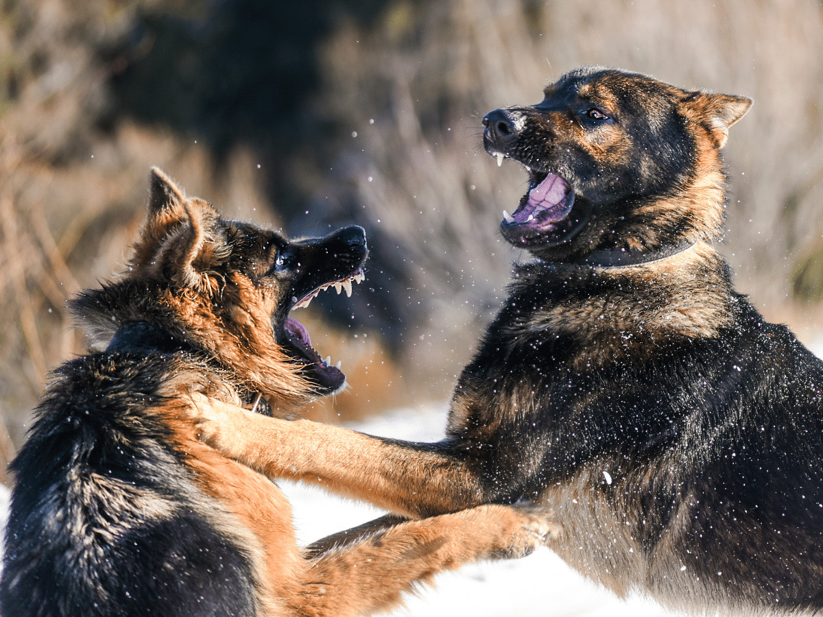 A Comprehensive Guide to Understand Dog Bites