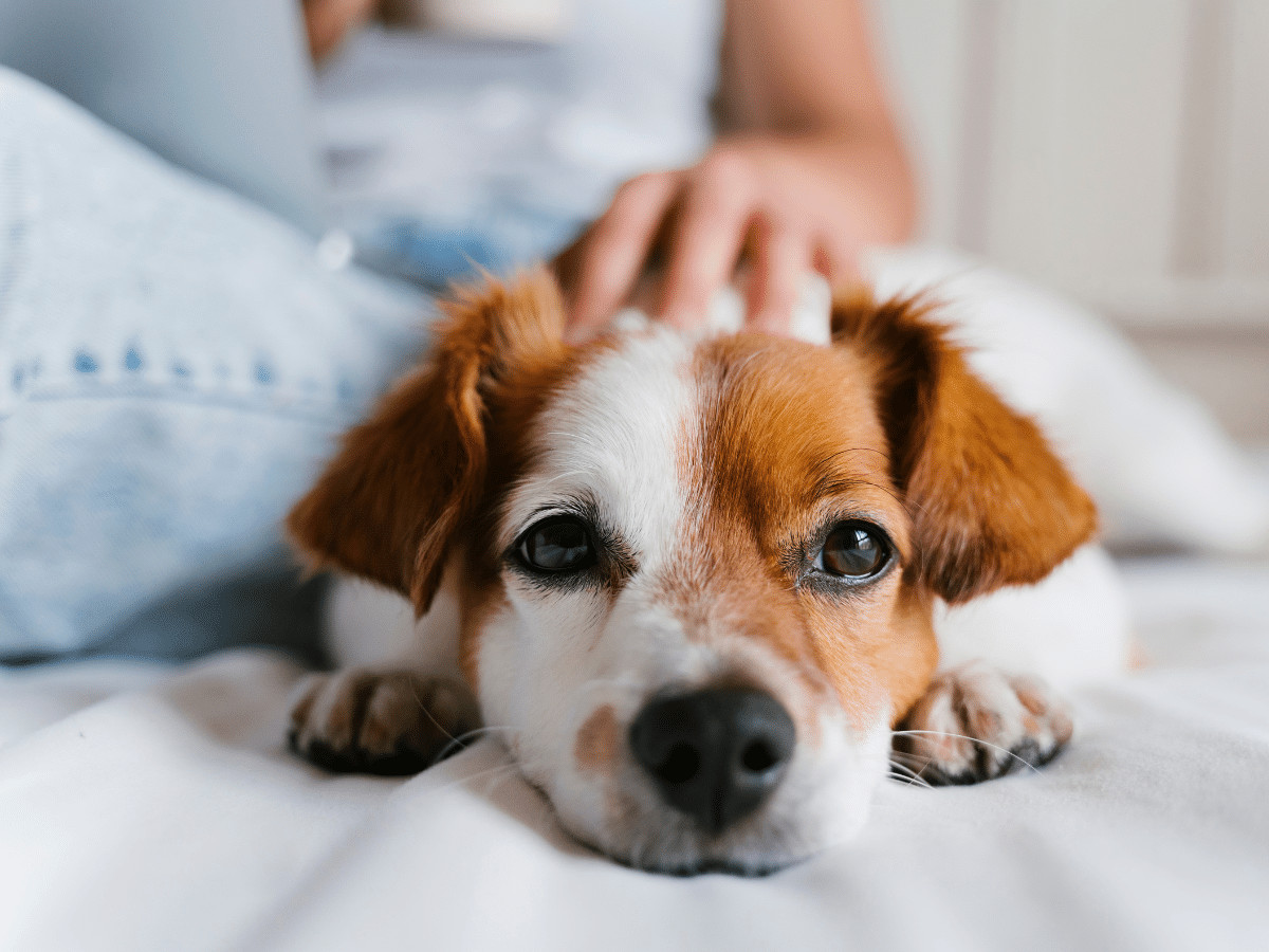 Dog staring at the camera with owner