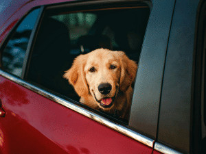 Pet Travel Safety: Hitting the Road with Your Furry Friend