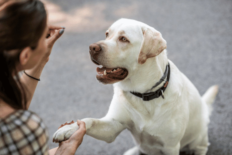 Dog Training Basics: Tips to start training your dog