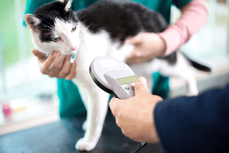 HomeSafeID Microchip Registry Closure: Important Update for Australian Pet Owners