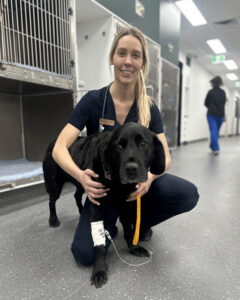 Rex was our very first patient at Animal Emergency Service Hawthorn East