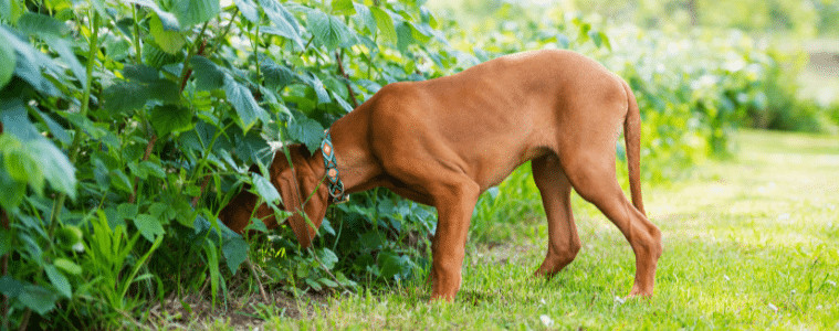 Snail bait is appealing to pets