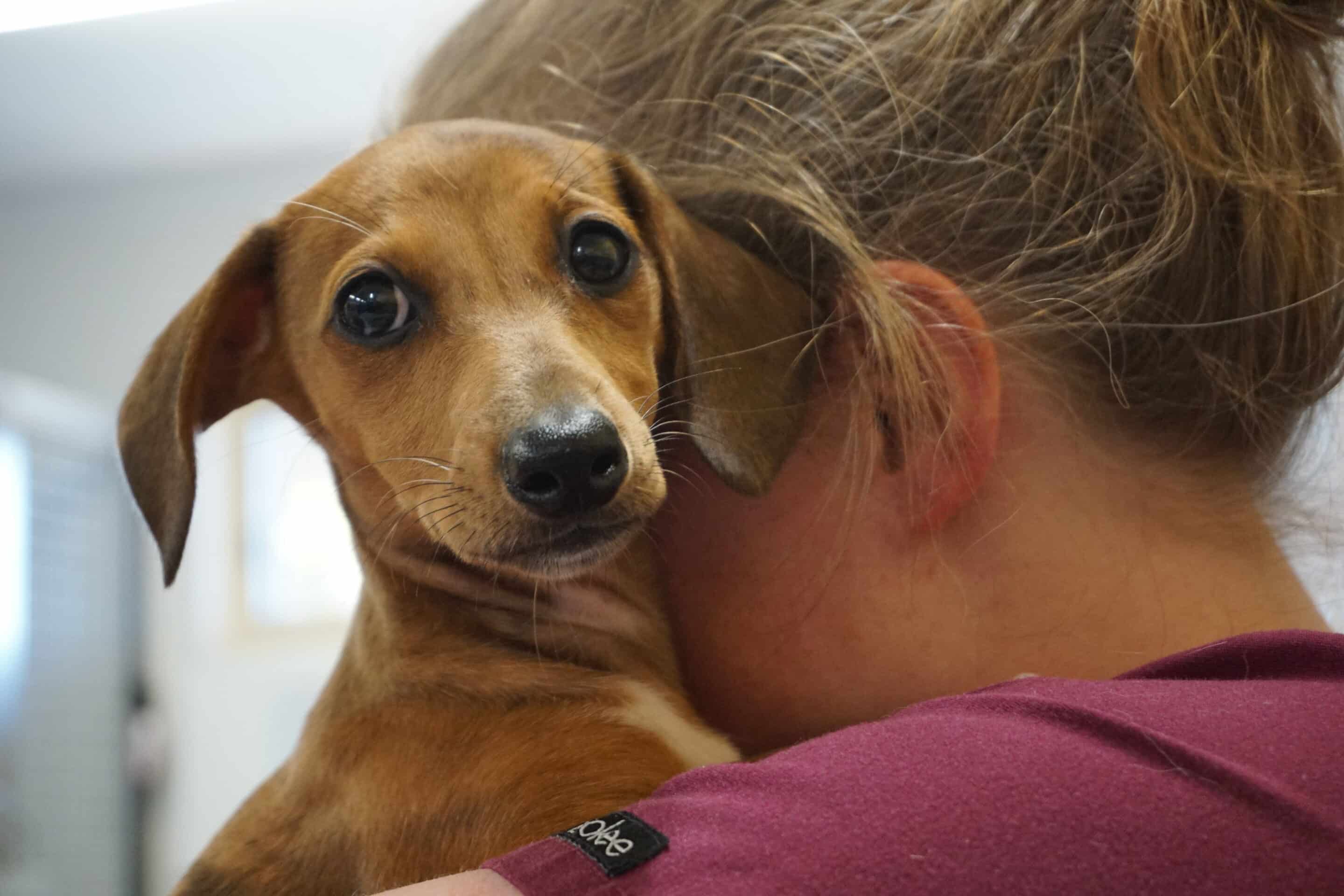 Your pets emergency care in Canberra just got even better