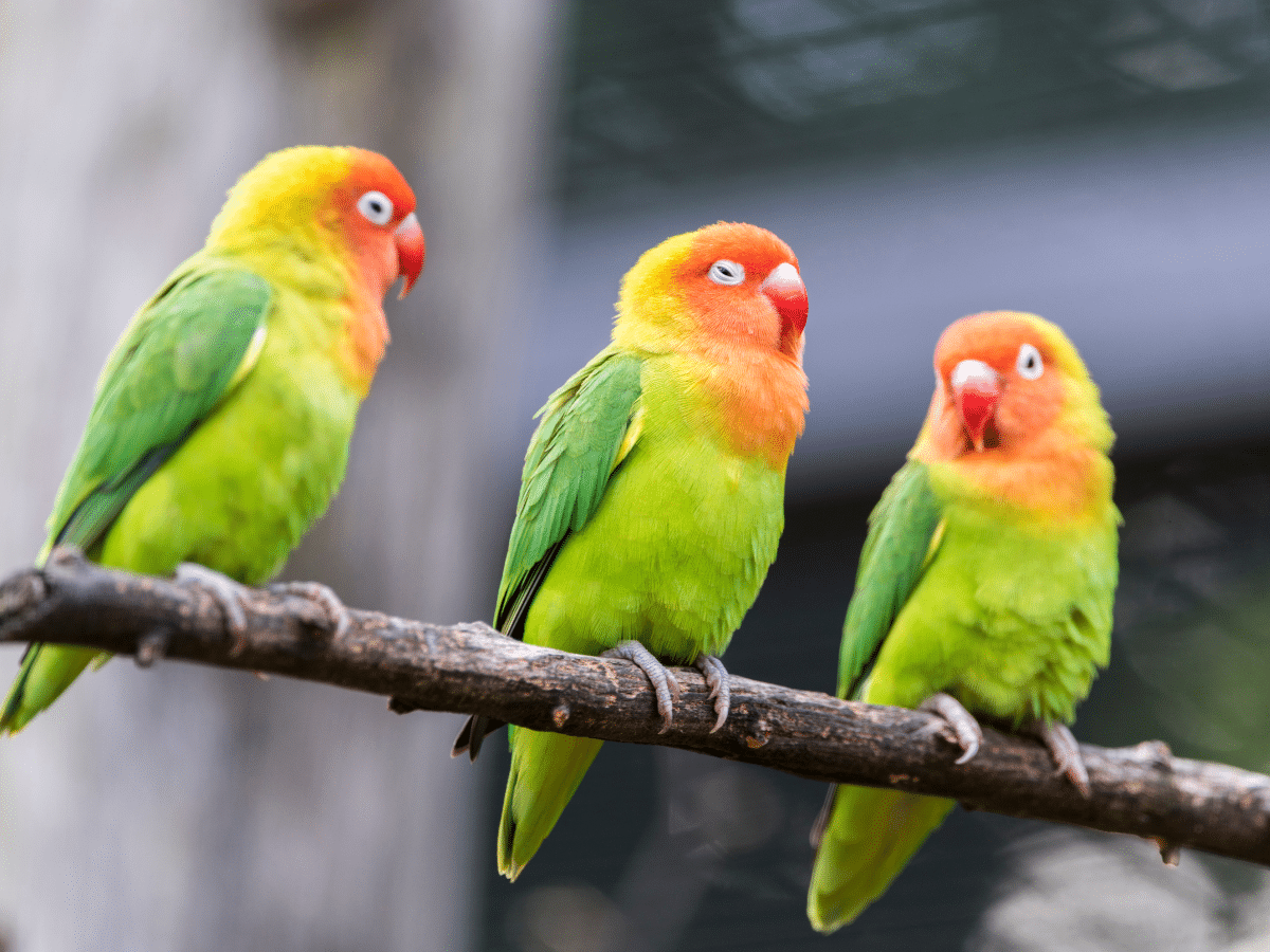 Bird Flu Important Update