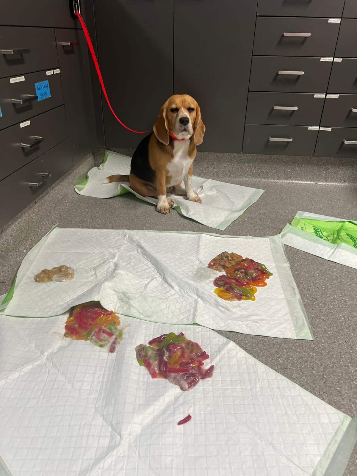 The Beagle who ate 1.1 kg of Jelly Snakes