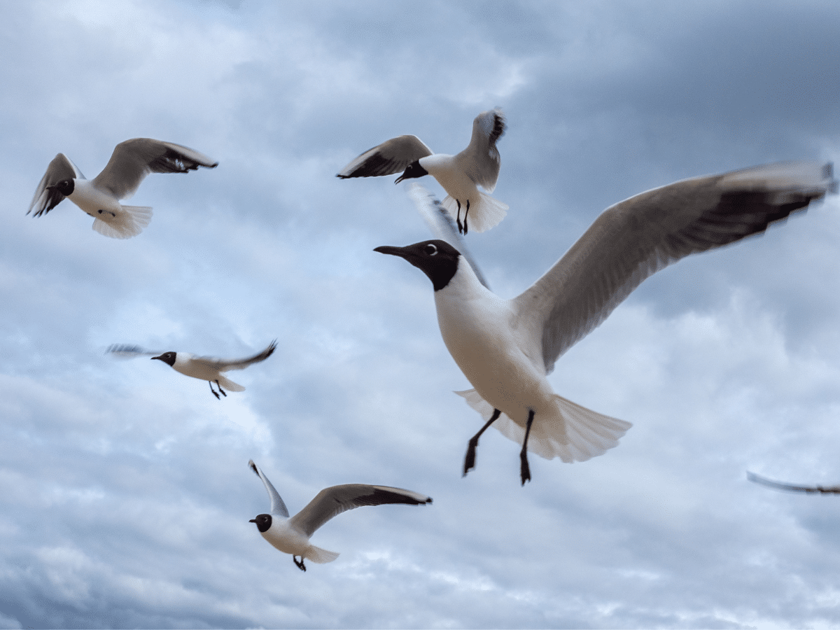 Sea Birds with bird flu
