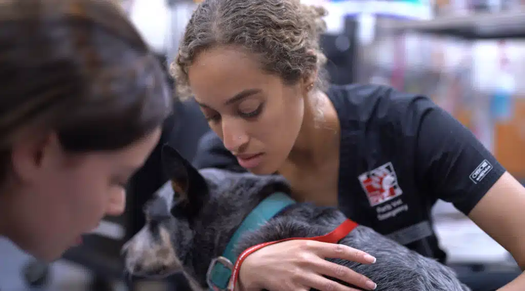 PVE Cannington emergency vet